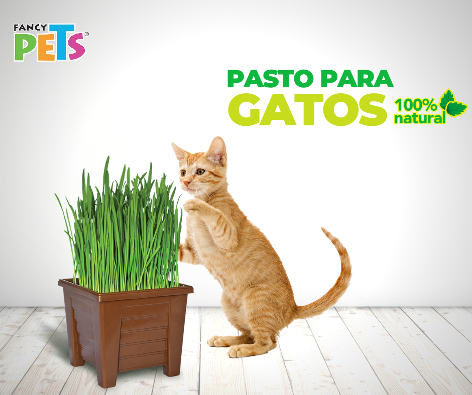 Pasto para Gatos ( Trigo y Avena )